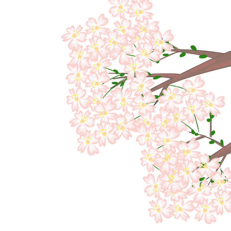 今年もこの季節！桜のイラスト（背景無し）